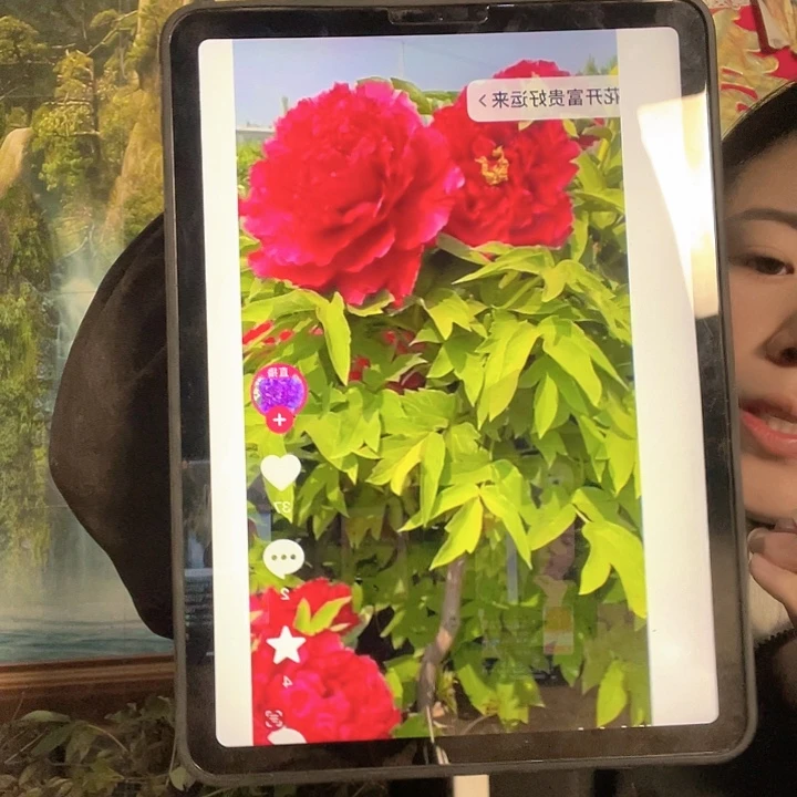 完全开放中国红牡丹