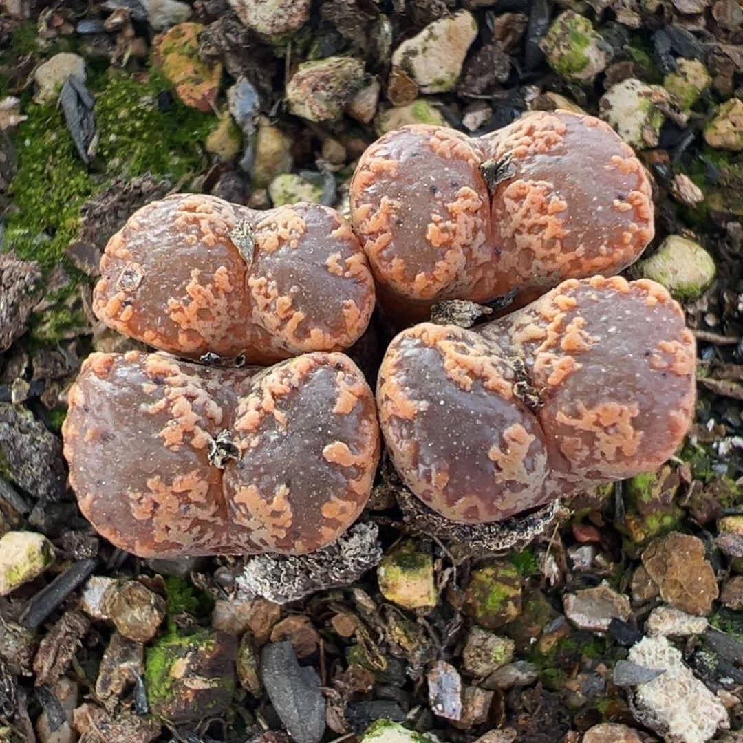 251多肉植物种类多样