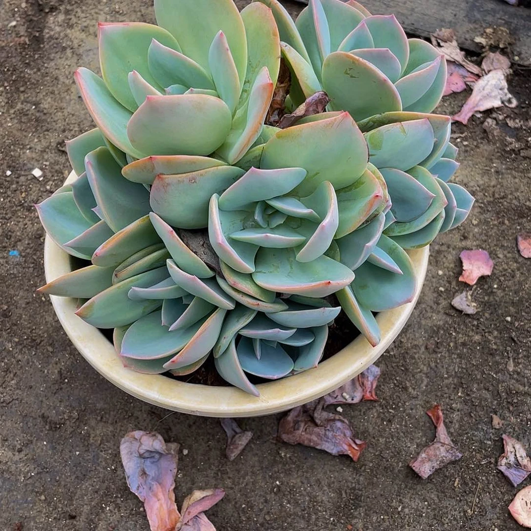 悟***q白凤多肉植物中群