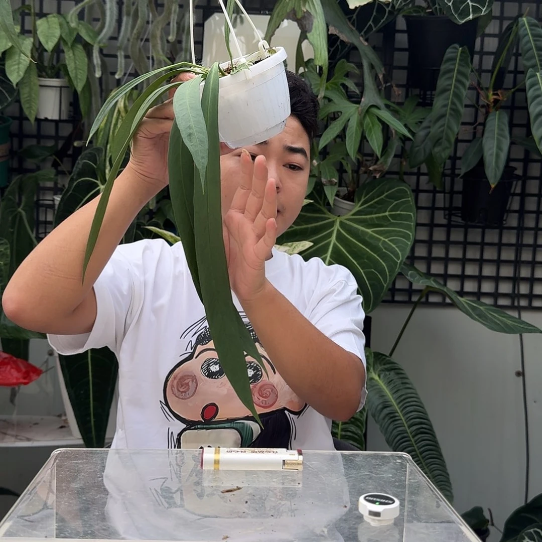 完全开放V199维塔领带