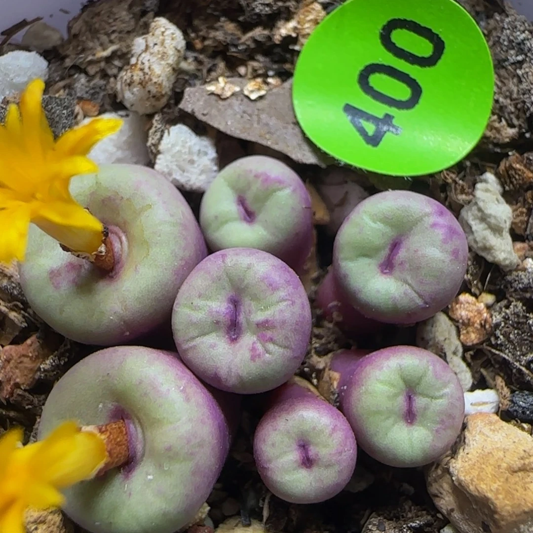 小红嘴群多肉植物400