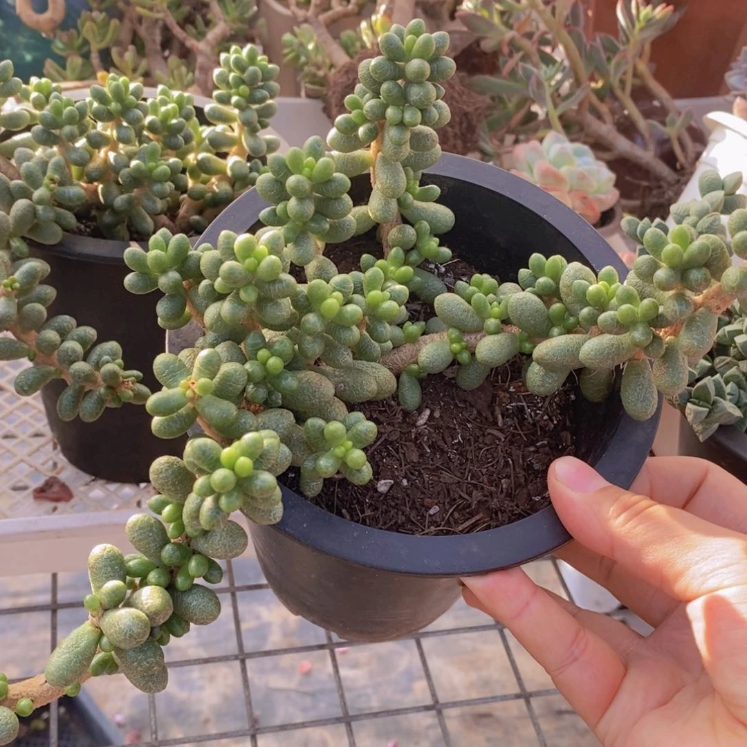绿龟卵整桩整群老桩