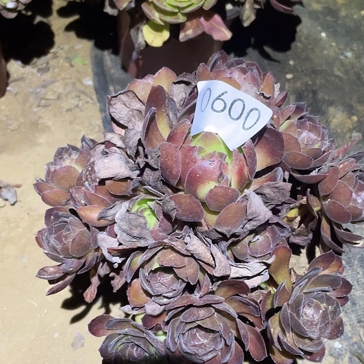 多肉植物法师600花月夜