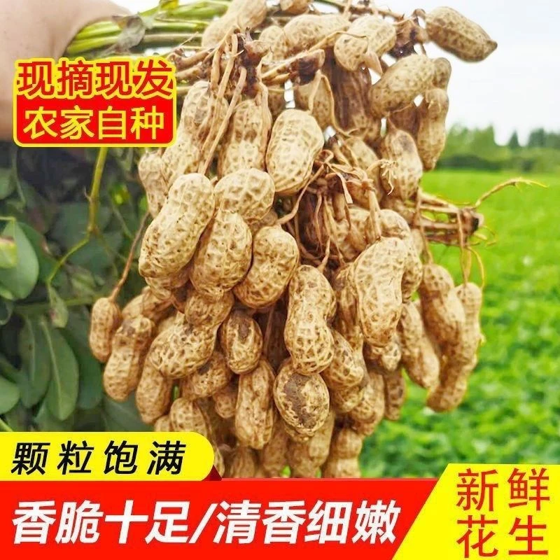 【带箱五斤】新鲜湿花生带壳现挖粉皮花生生花生可水煮 人工挑选