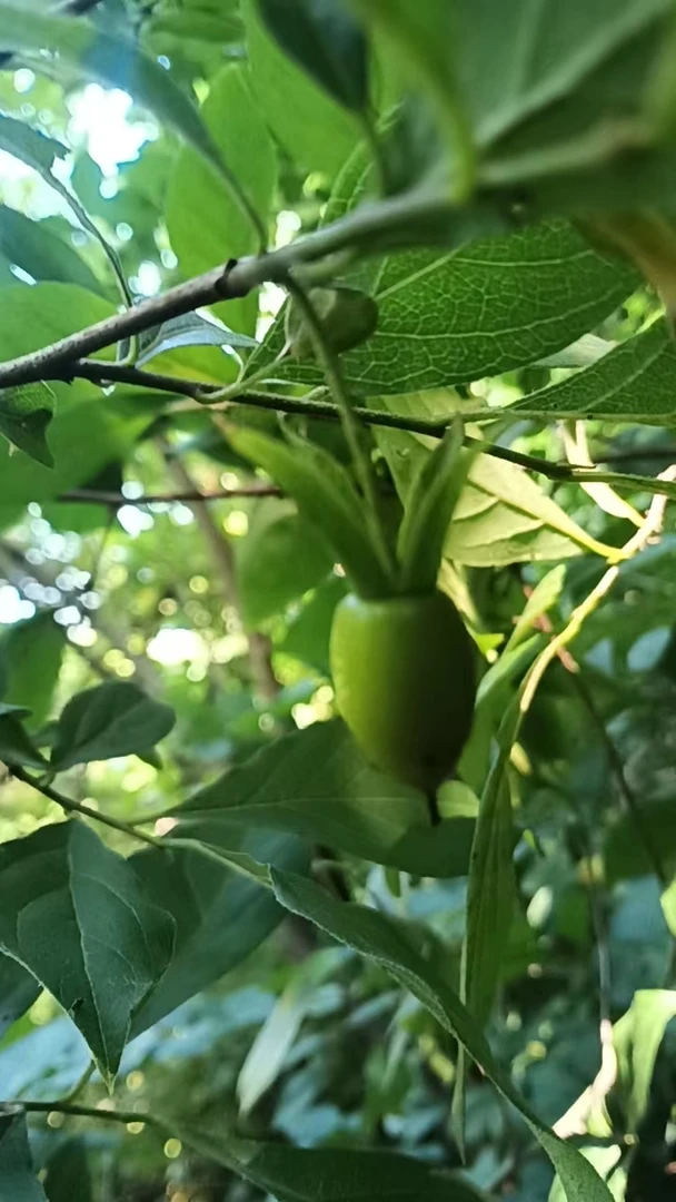 寻山树园艺老鸦柿