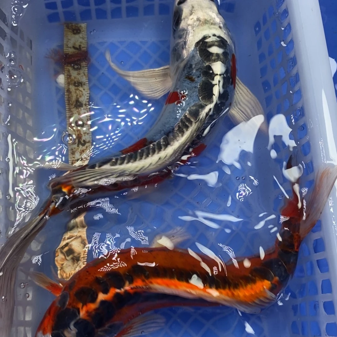 锦鲤冷水锦鲤包邮