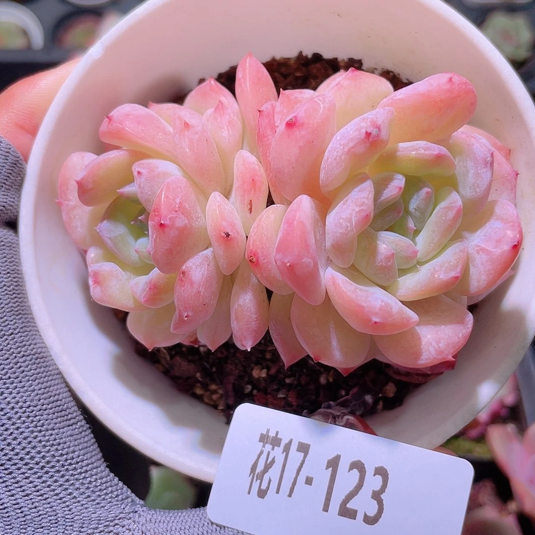 花利美17-123红胖子