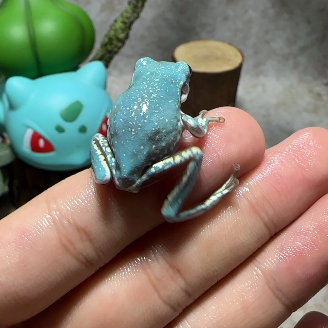 老爷树蛙3 魔鬼蓝小金暴雪