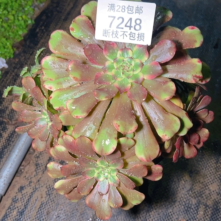 苏***川7248舞天姬多肉植物