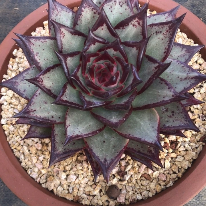 蓝底棱线好看000000000018