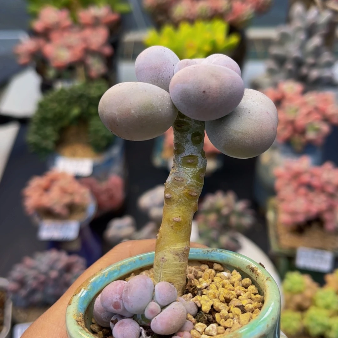 207-芭比奶多肉3cm