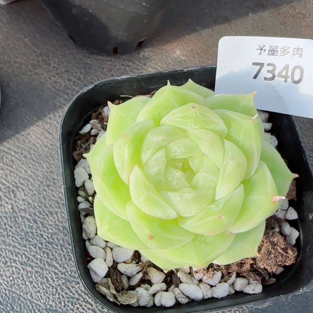 梨花白，7340多肉植物