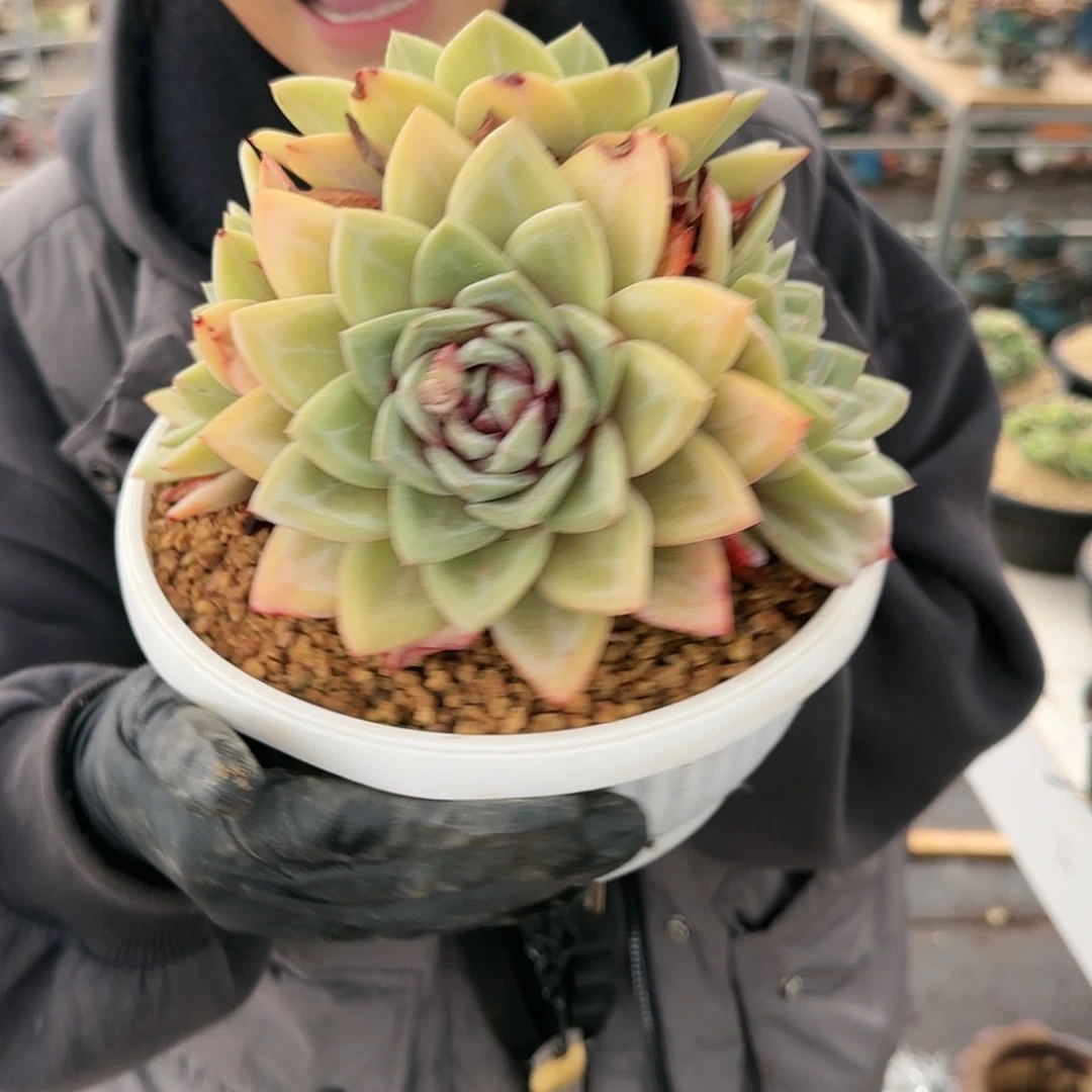 德国香槟，58.8         肉