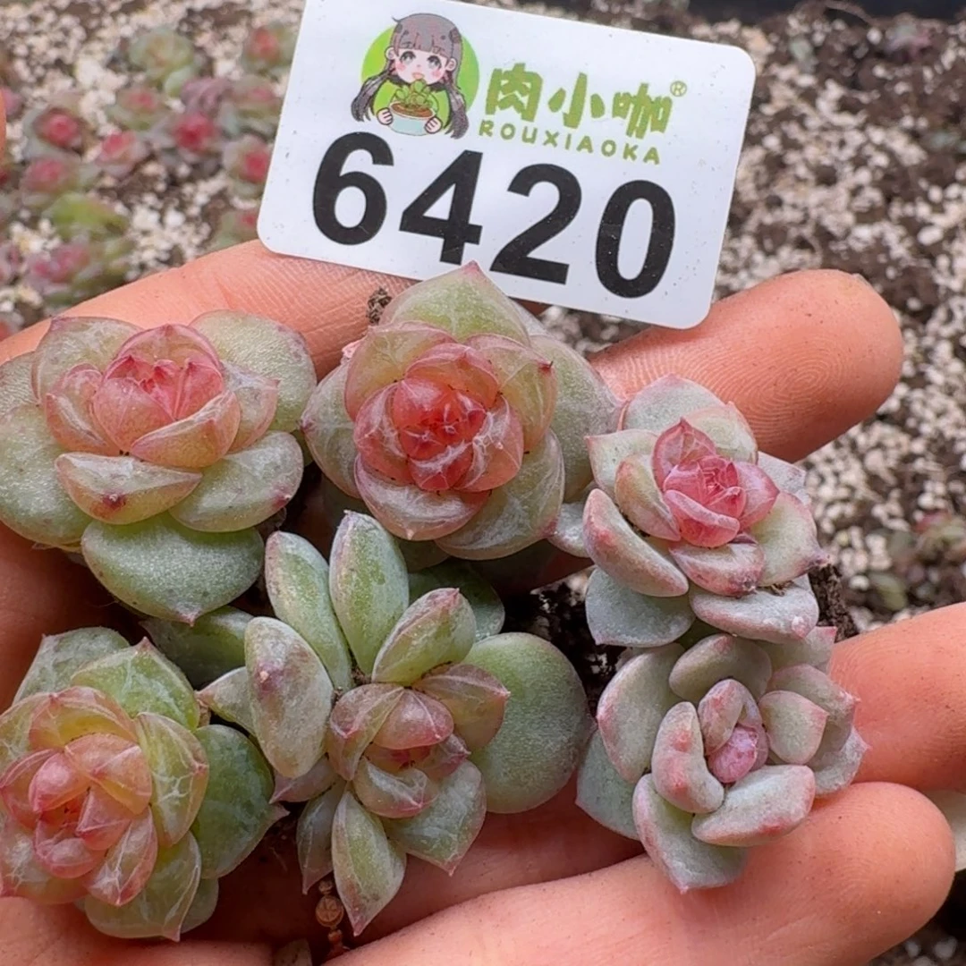 多肉植物多肉植物