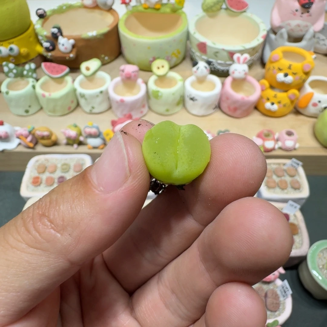 南****宇蘑菇270毛汉尼花花