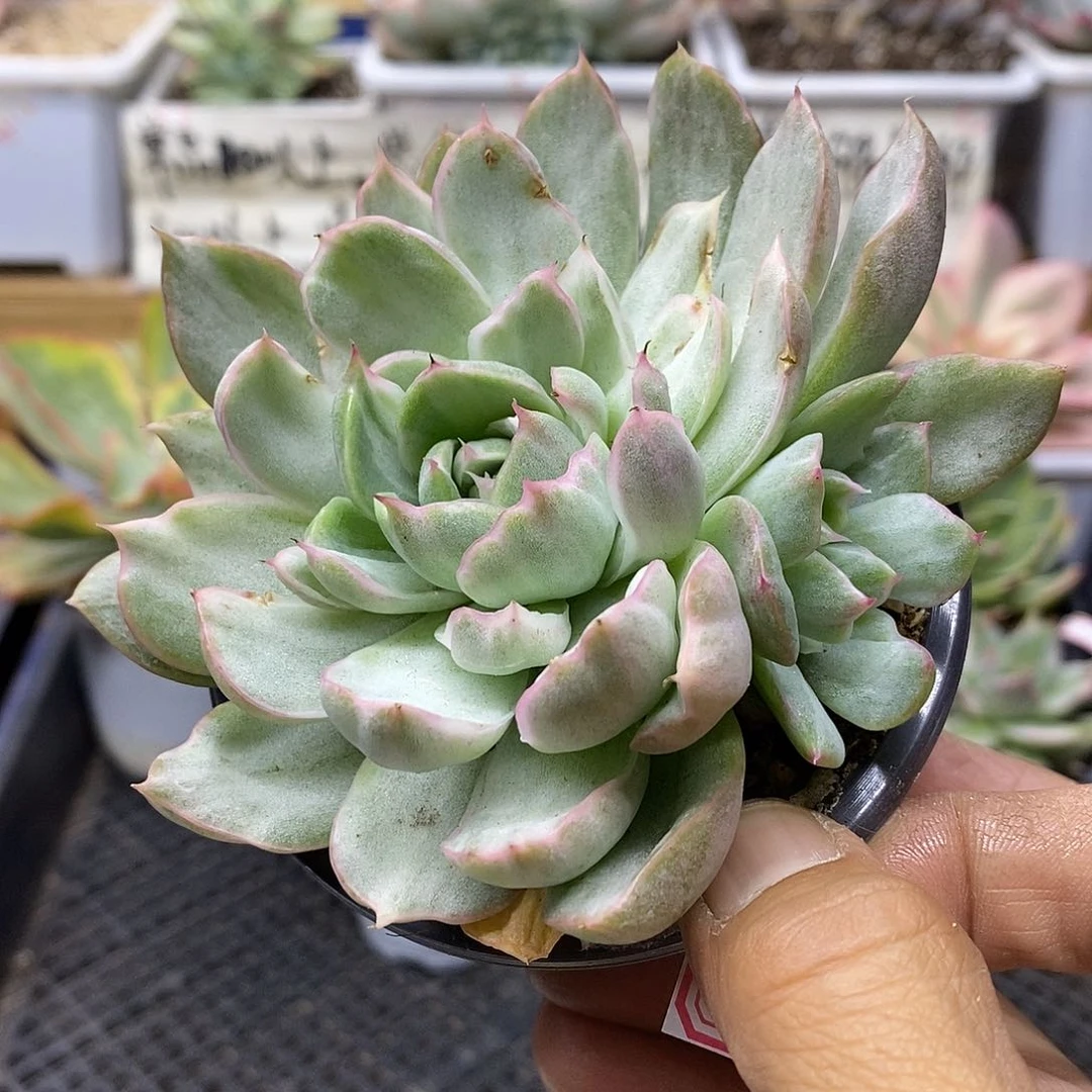 0788 不知名东云冰边雪花锦