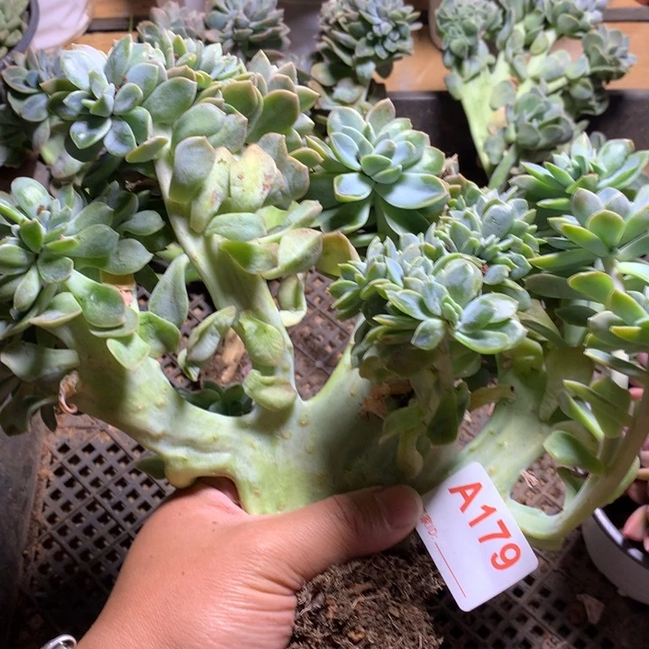 慢***去179 满20包邮脱土发货