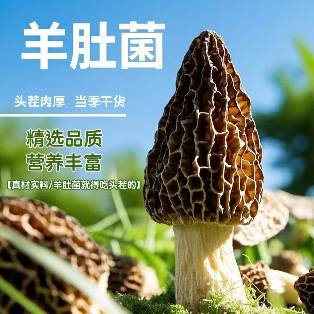 头茬羊肚菌（8cm以上）煲汤精品 羊肚菌干货 食用菌菇