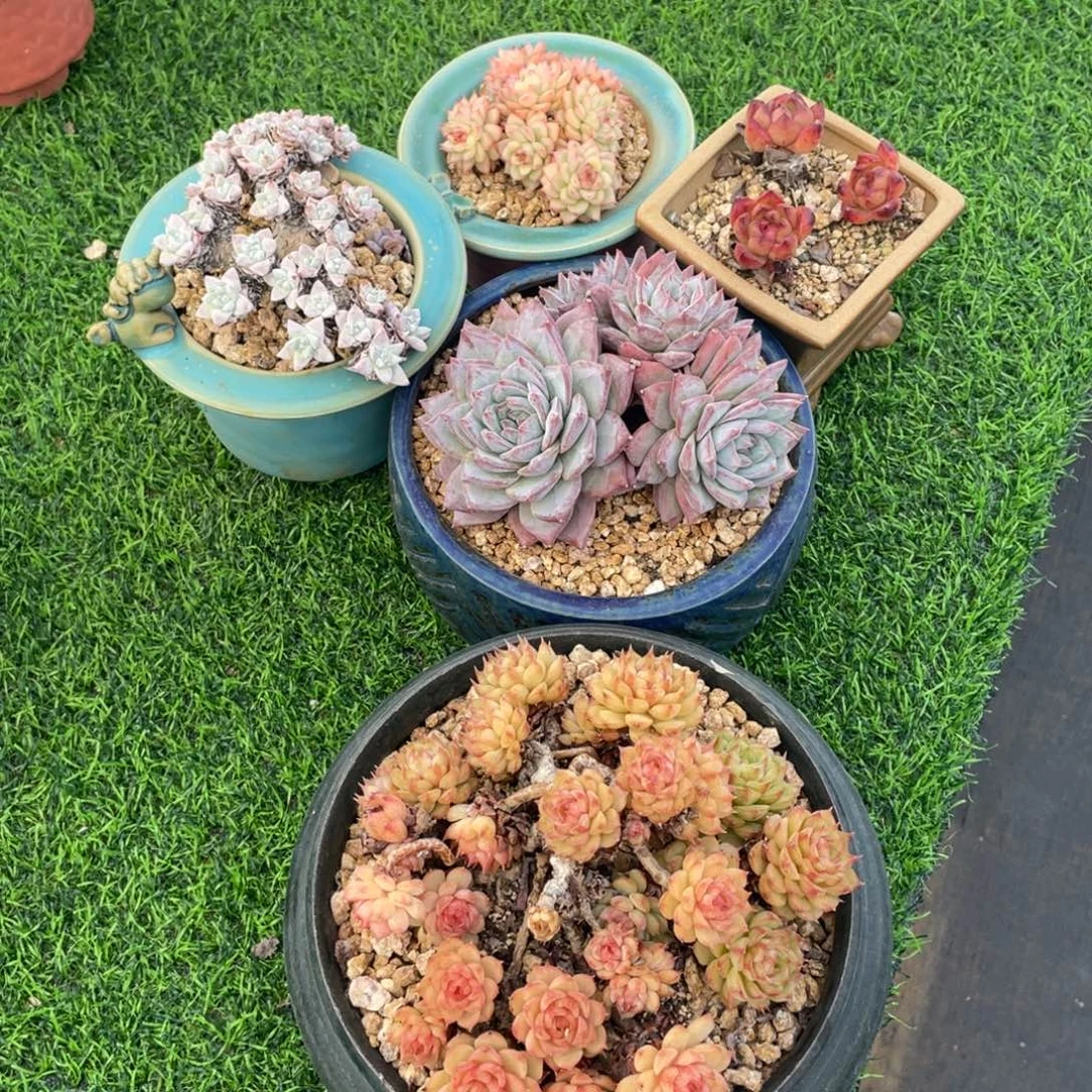 时***年多肉植物，5棵发货
