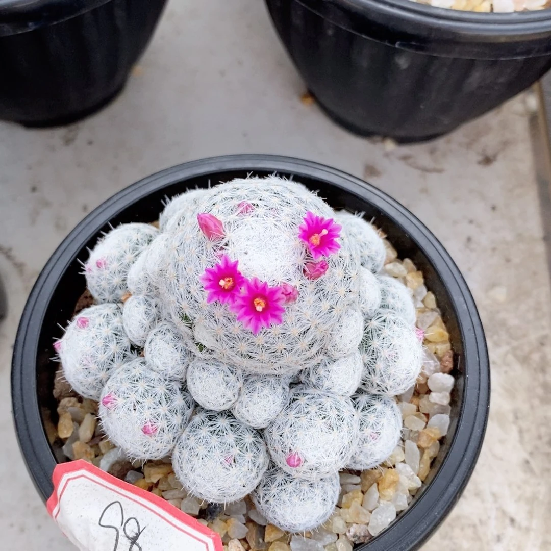 *****仙人球实生姬春心带盆