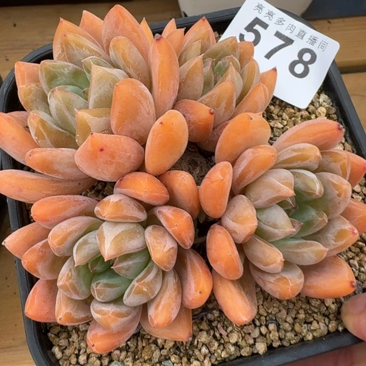 橘子美人         多肉植物