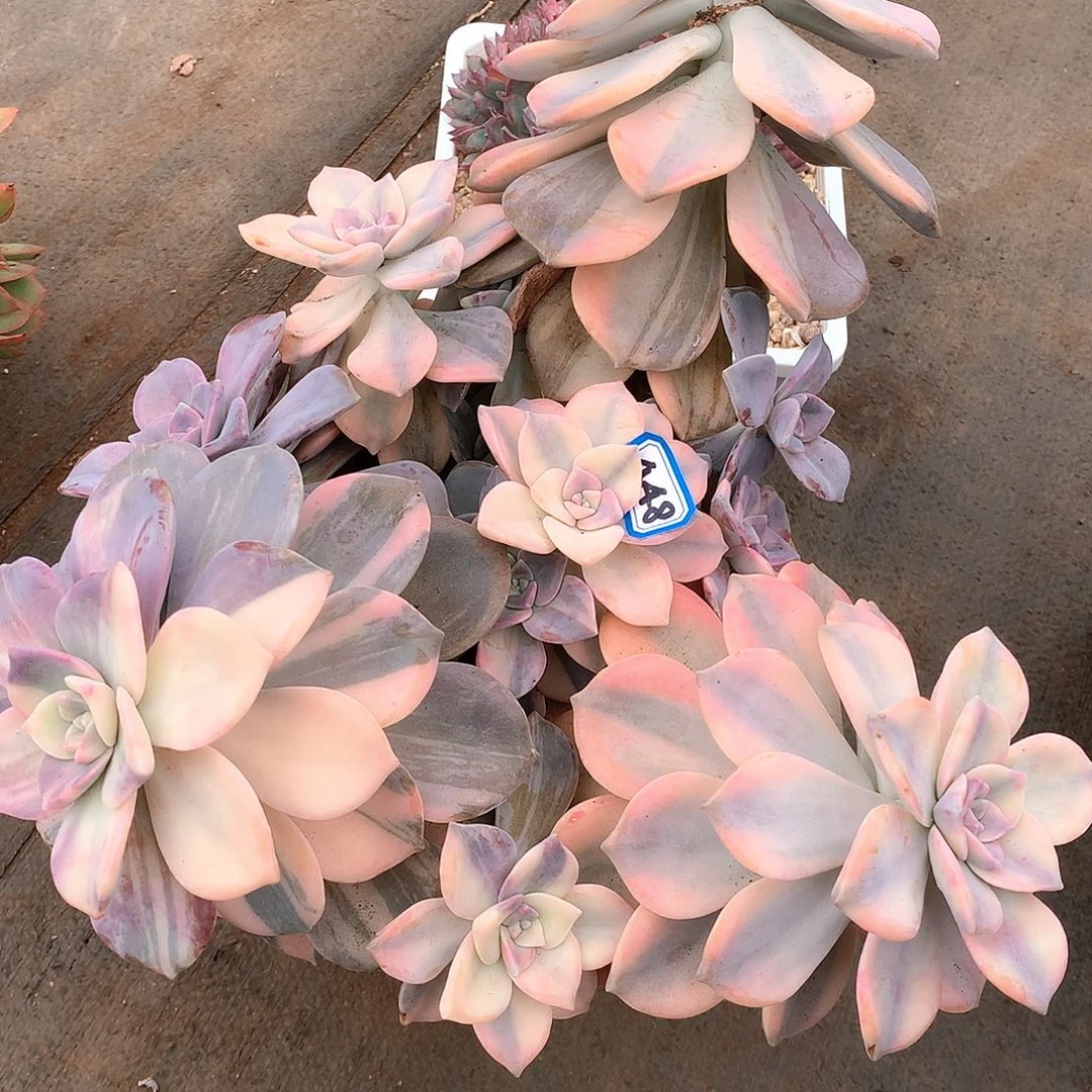 448紫乐锦一物一拍多肉