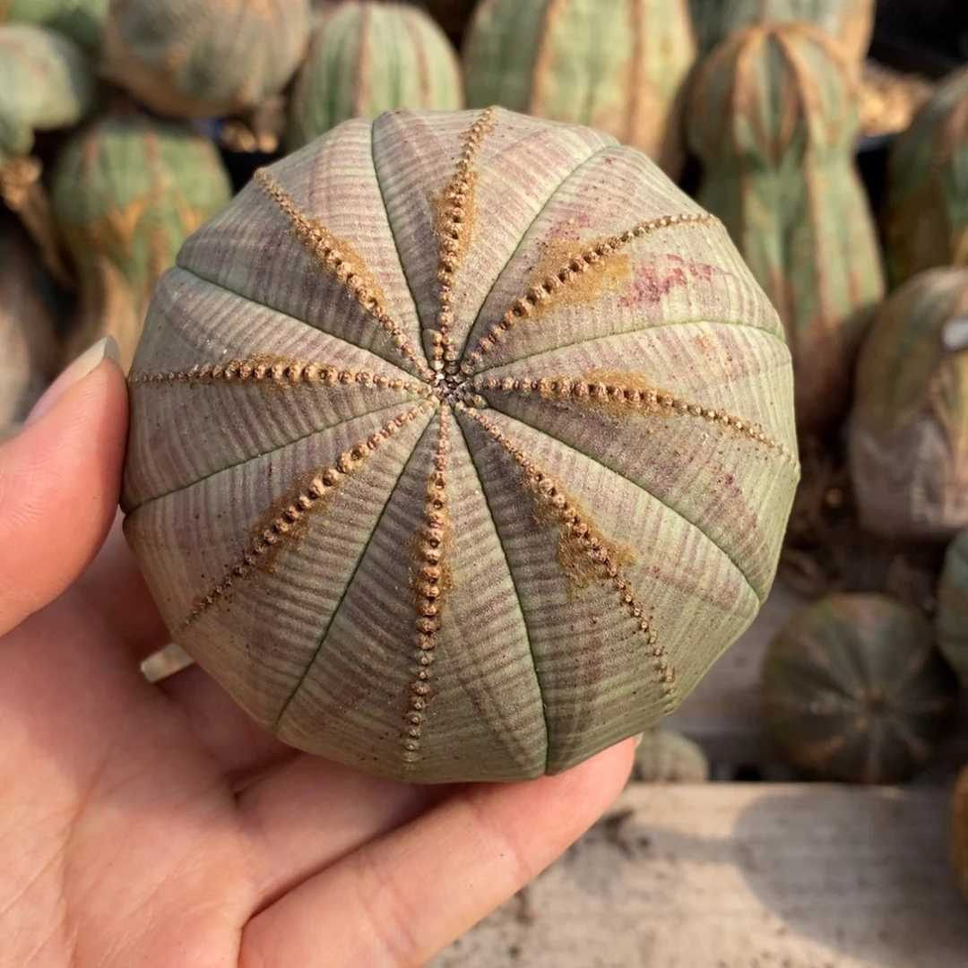 22欧系实生布纹球一物一拍