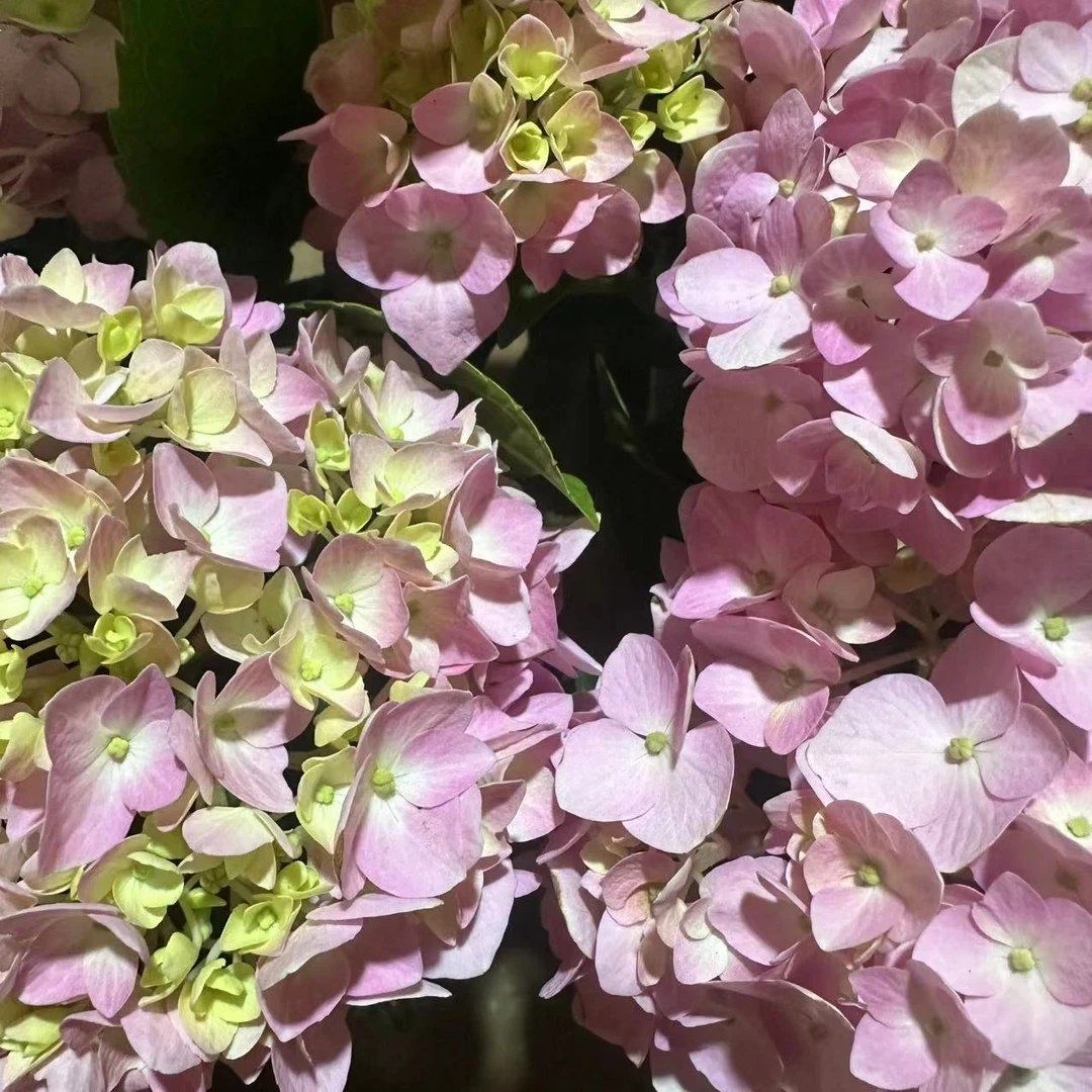 【云都花园】特级无尽夏绣球粉色 1.5加仑 带花苞原土原盆 基地直发