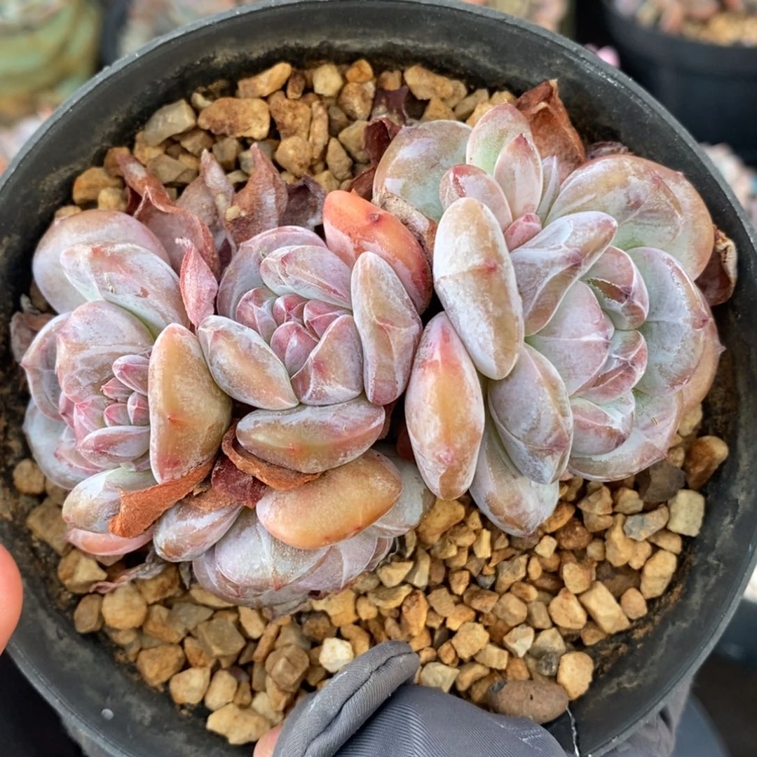 胖体四头脸朝上 短圆肥
