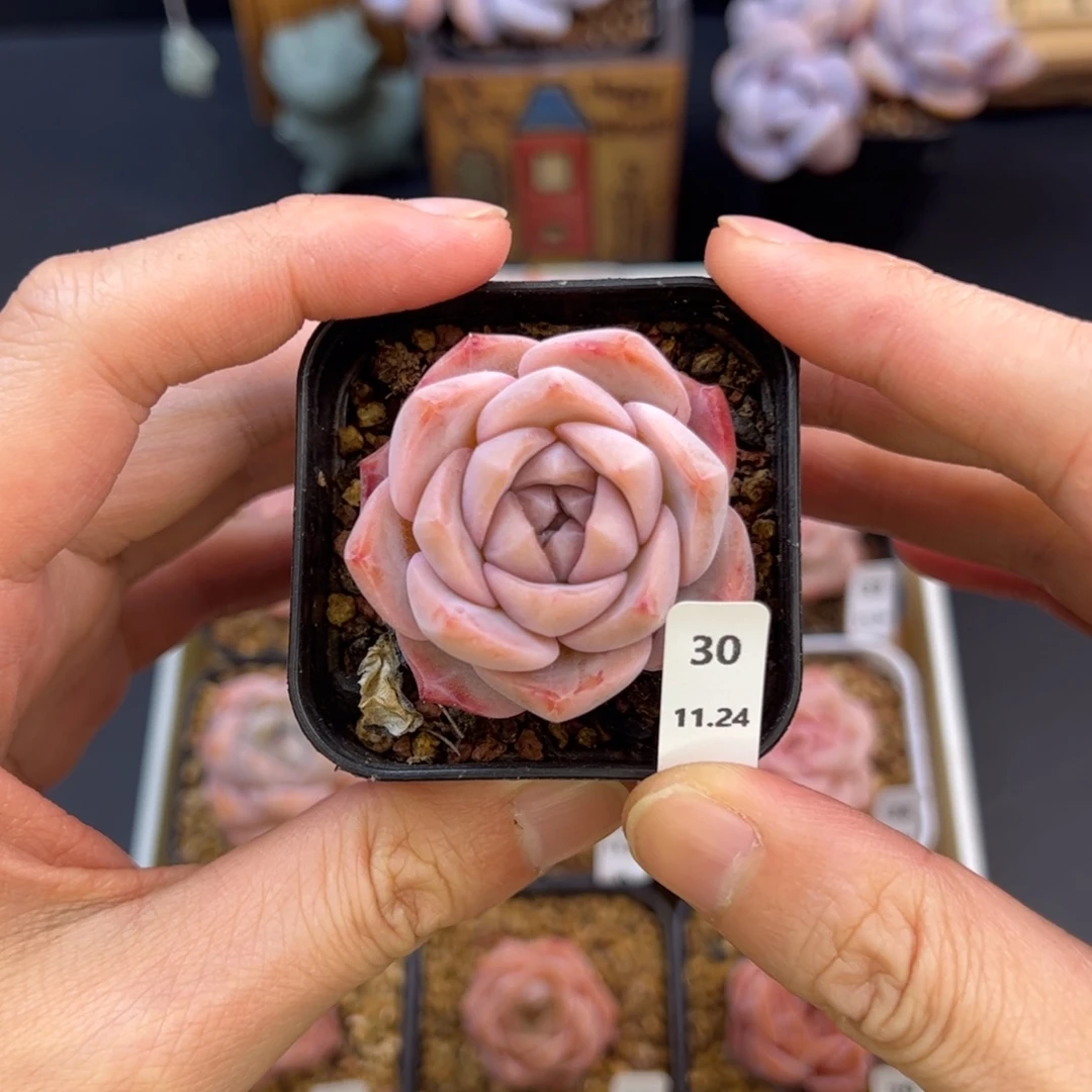 好好看30、哈哈哈哈哈