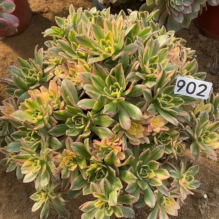 无花朵902甜茶对肉植物