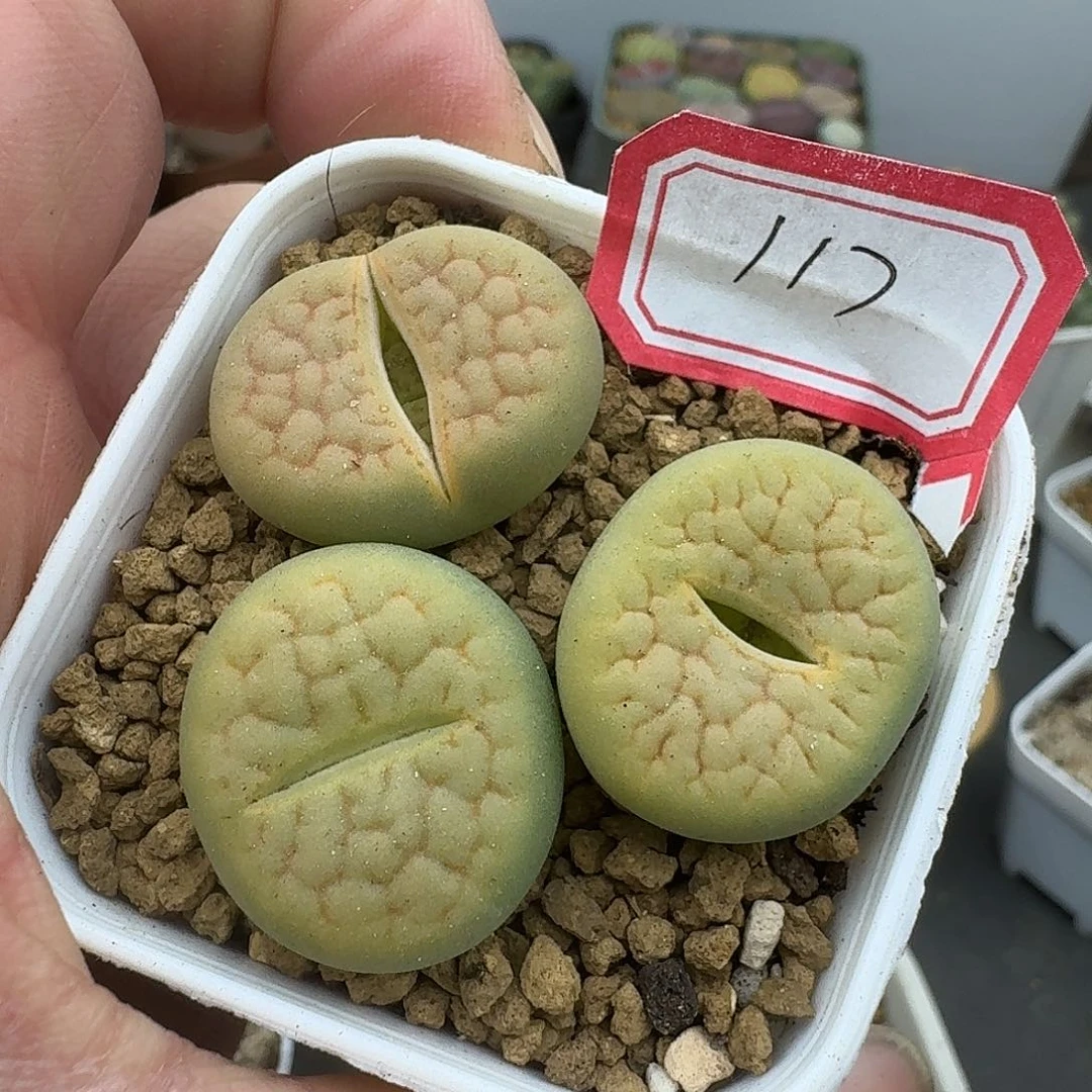 117多肉姐姐姐姐姐姐家j