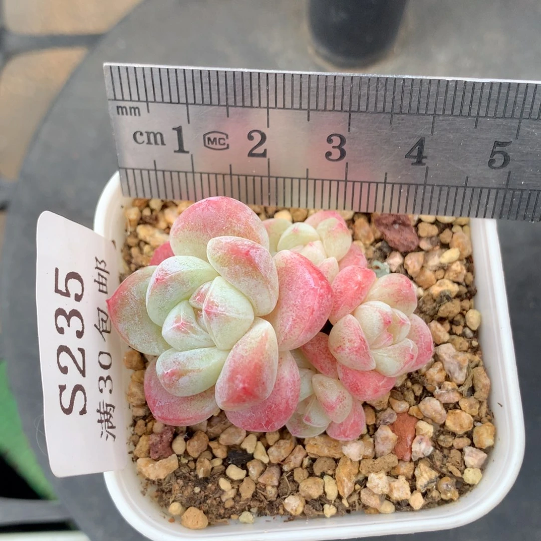 235。mini小脸趴地四头冰玉