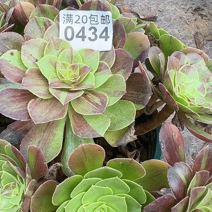 0434花月夜多肉法师