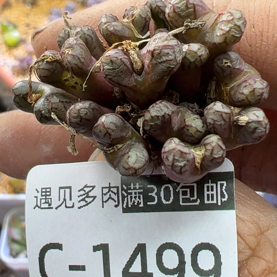 多肉植物111111111111