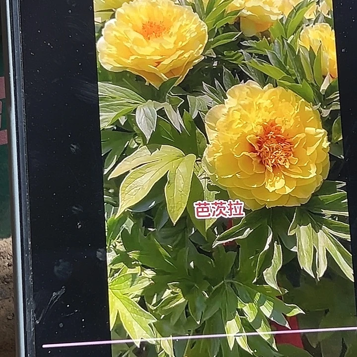 完全开放巴茨拉芍药