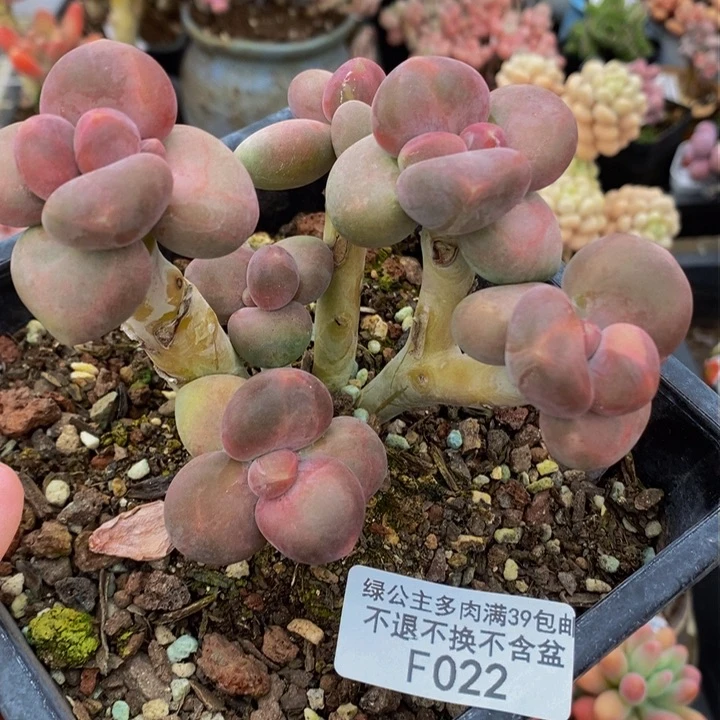 芒果奶9cm022多肉植物