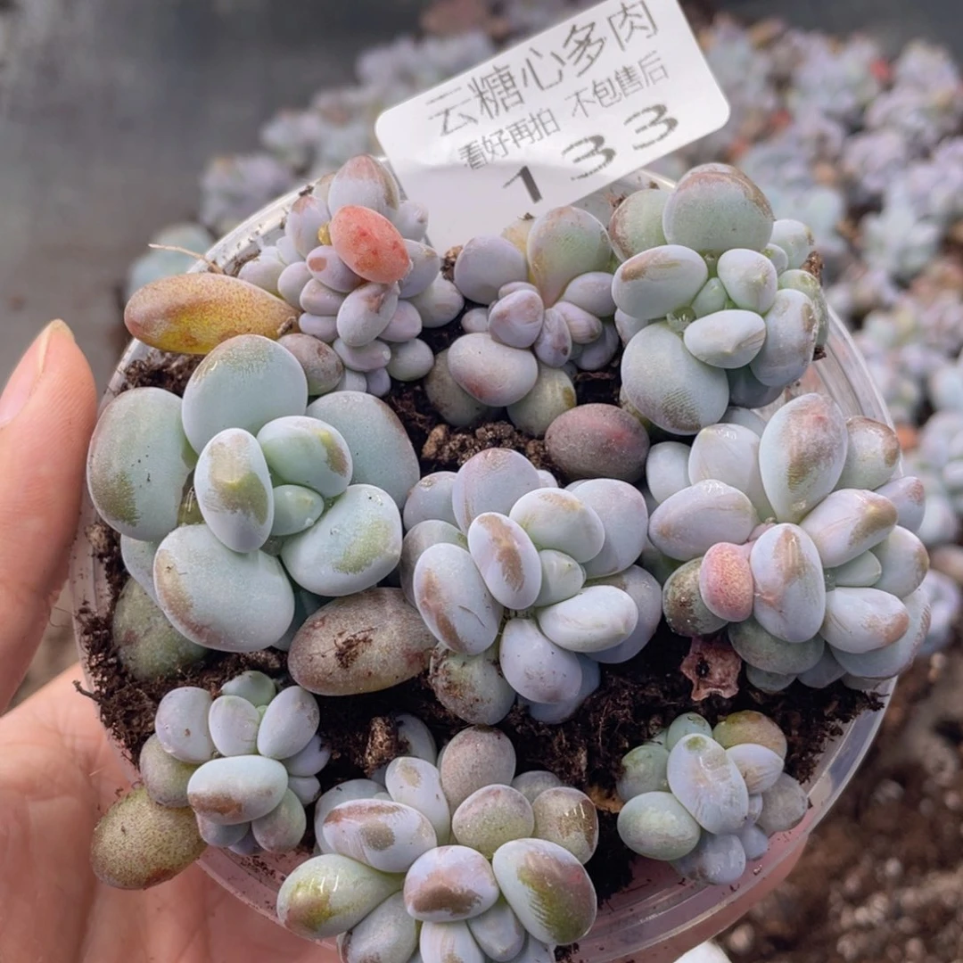 云糖心多肉植物133