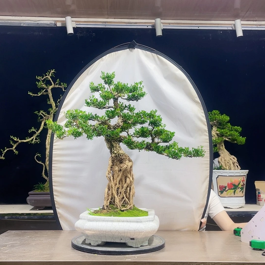 完全开放黄杨盆景四季常青