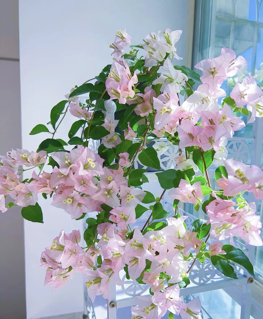 【丽娜】三角梅花卉勤花四季开花基地直发