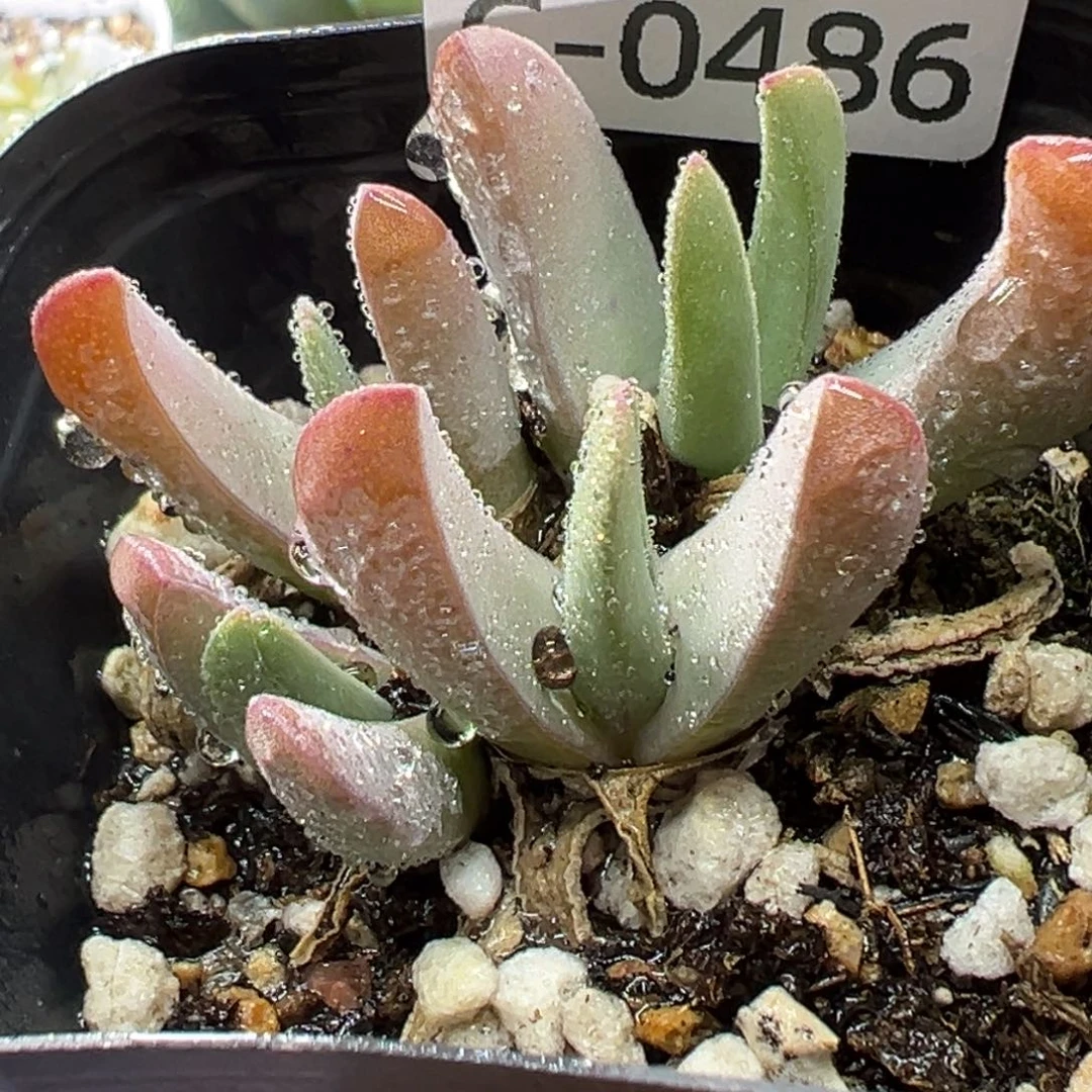 多肉植物11111111111111111