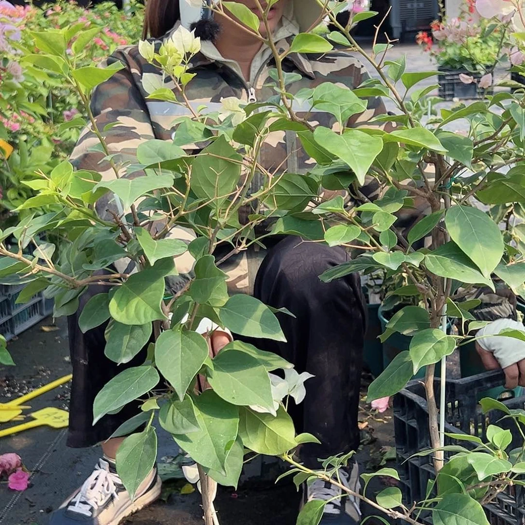 当前无花栽培后可以开花A43绿樱一棵