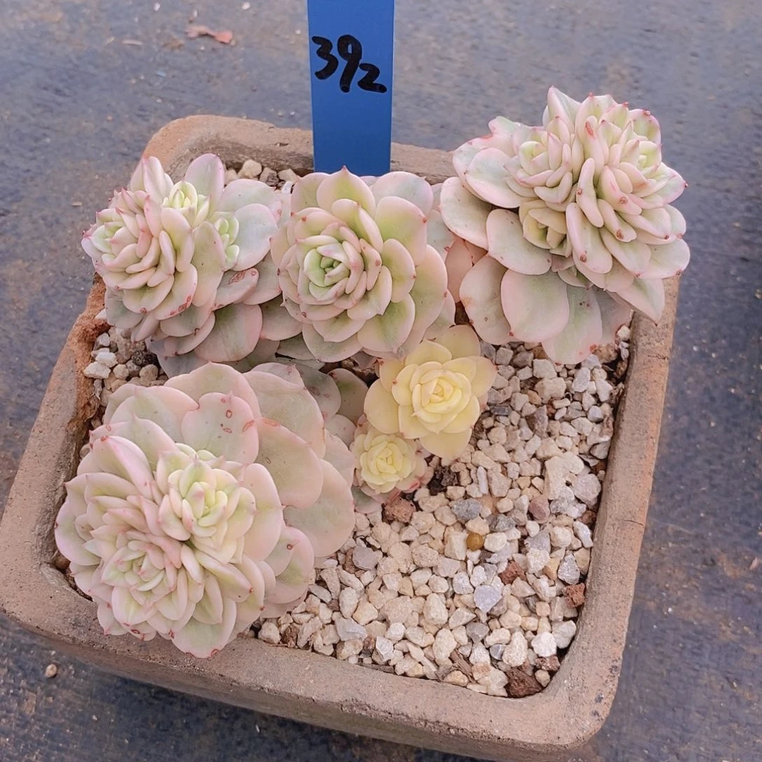 392多肉植物老桩