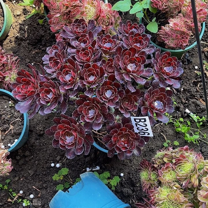 晚霞法师16/-/7包邮