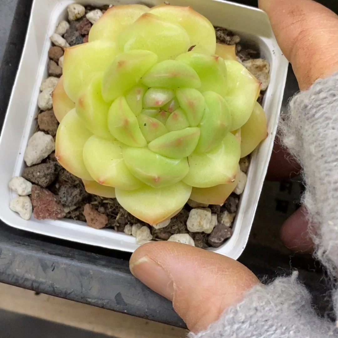 精品多肉一物拍不包整113