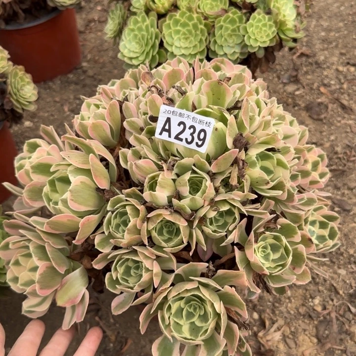 妖月……多肉植物……