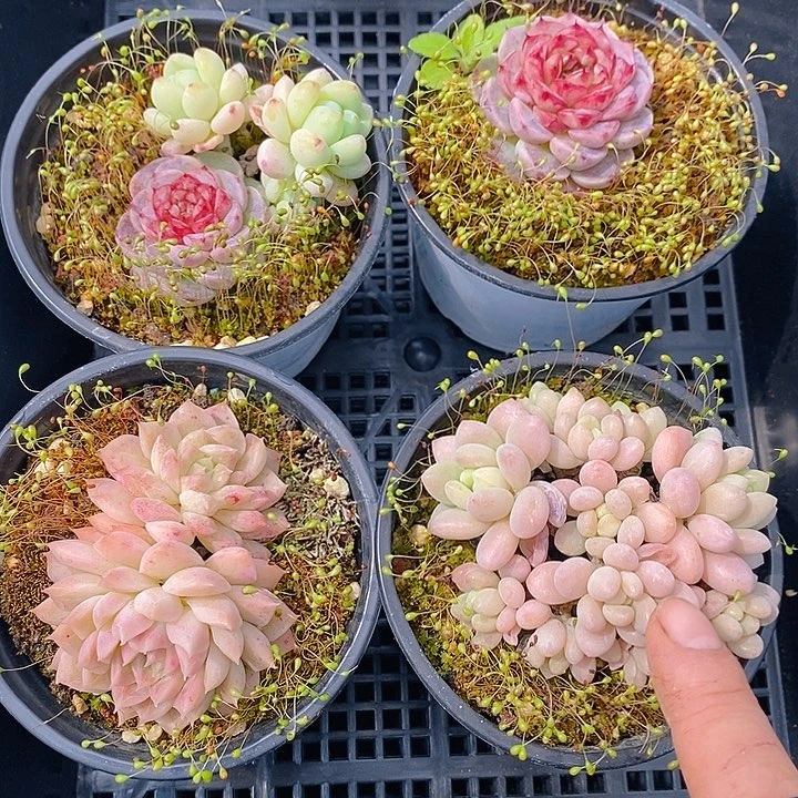 191 多肉植物盆栽花卉盆栽