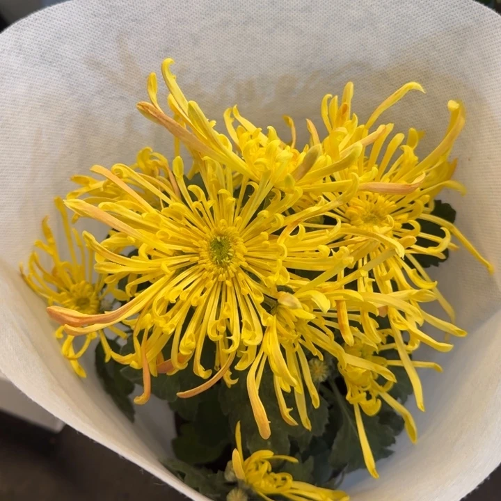 大花型丝菊黄色盆栽