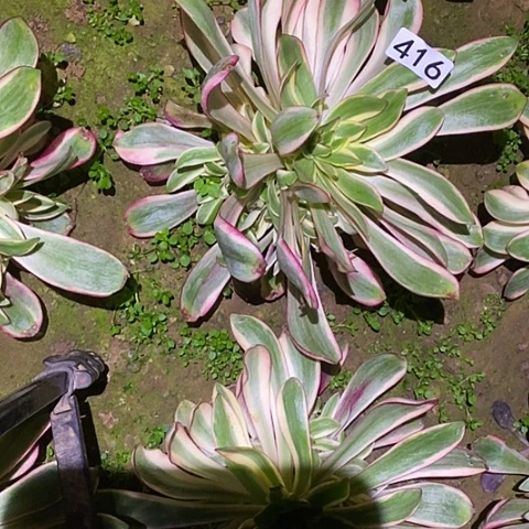 多肉植物法师416红魔女