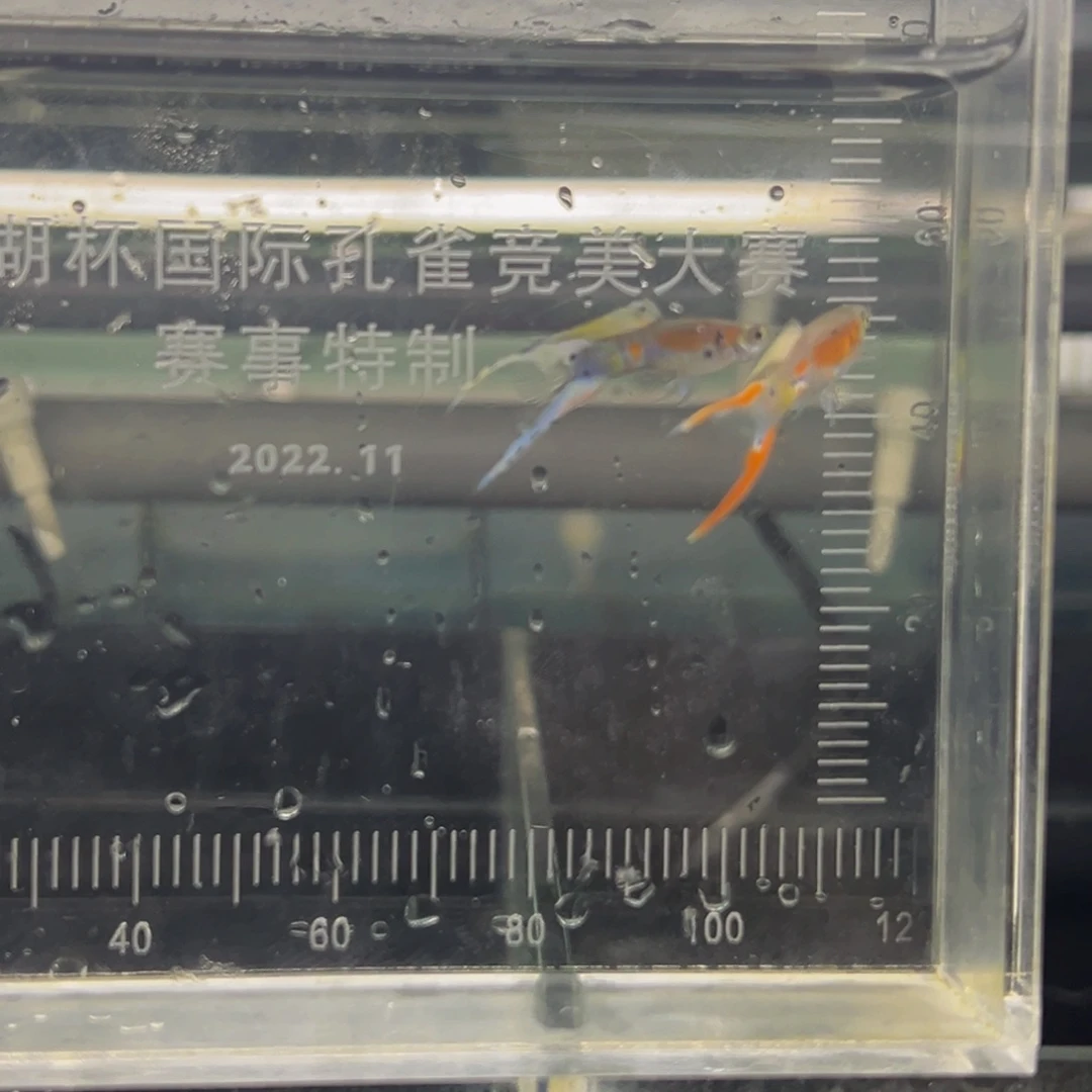 孔雀鱼珊瑚八弦双剑